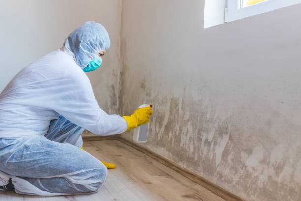 Licensed Mold Remediation service in Westport, NC - WQB Mold Removal